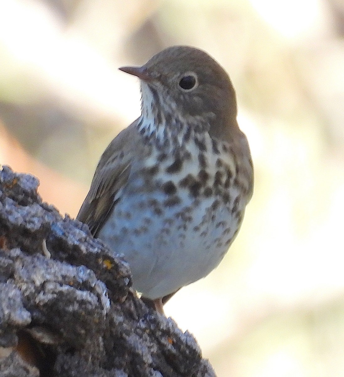 Hermit Thrush - ML646149474