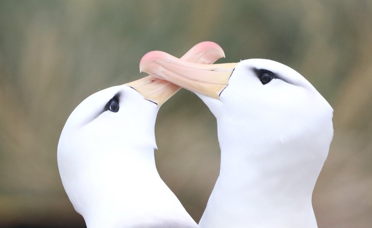 Black-browed Albatross - ML646149475