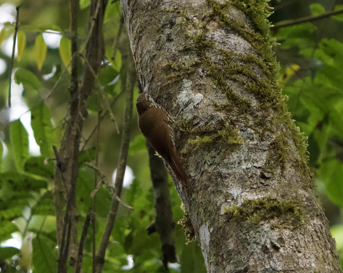 Dağ Tırmaşık - ML646149476