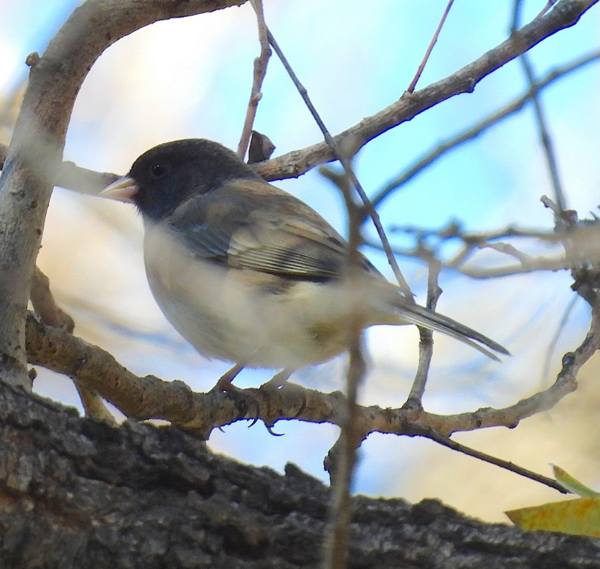 Dark-eyed Junco - ML646149477