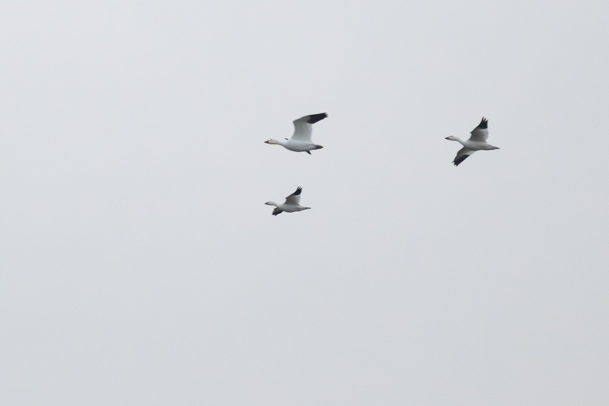 Ross's Goose - ML646149478