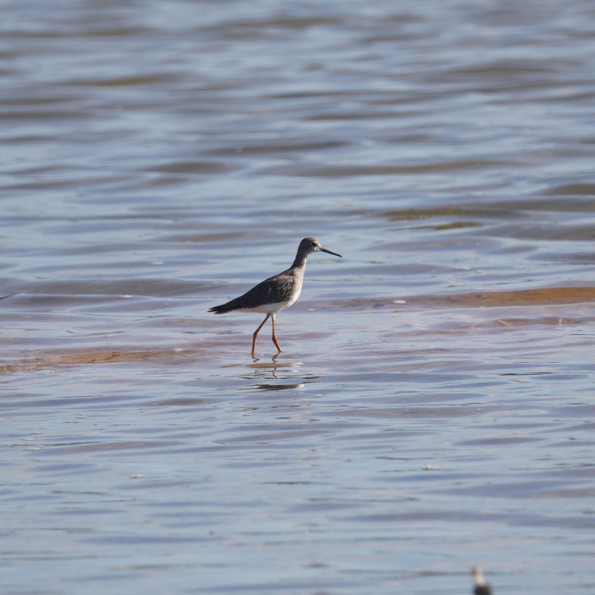 Tüpfelgelbschenkel - ML646149481