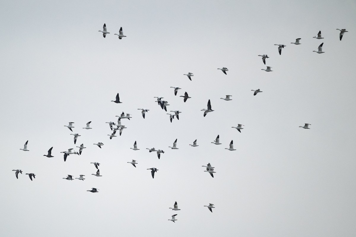 Snow Goose - ML646149482