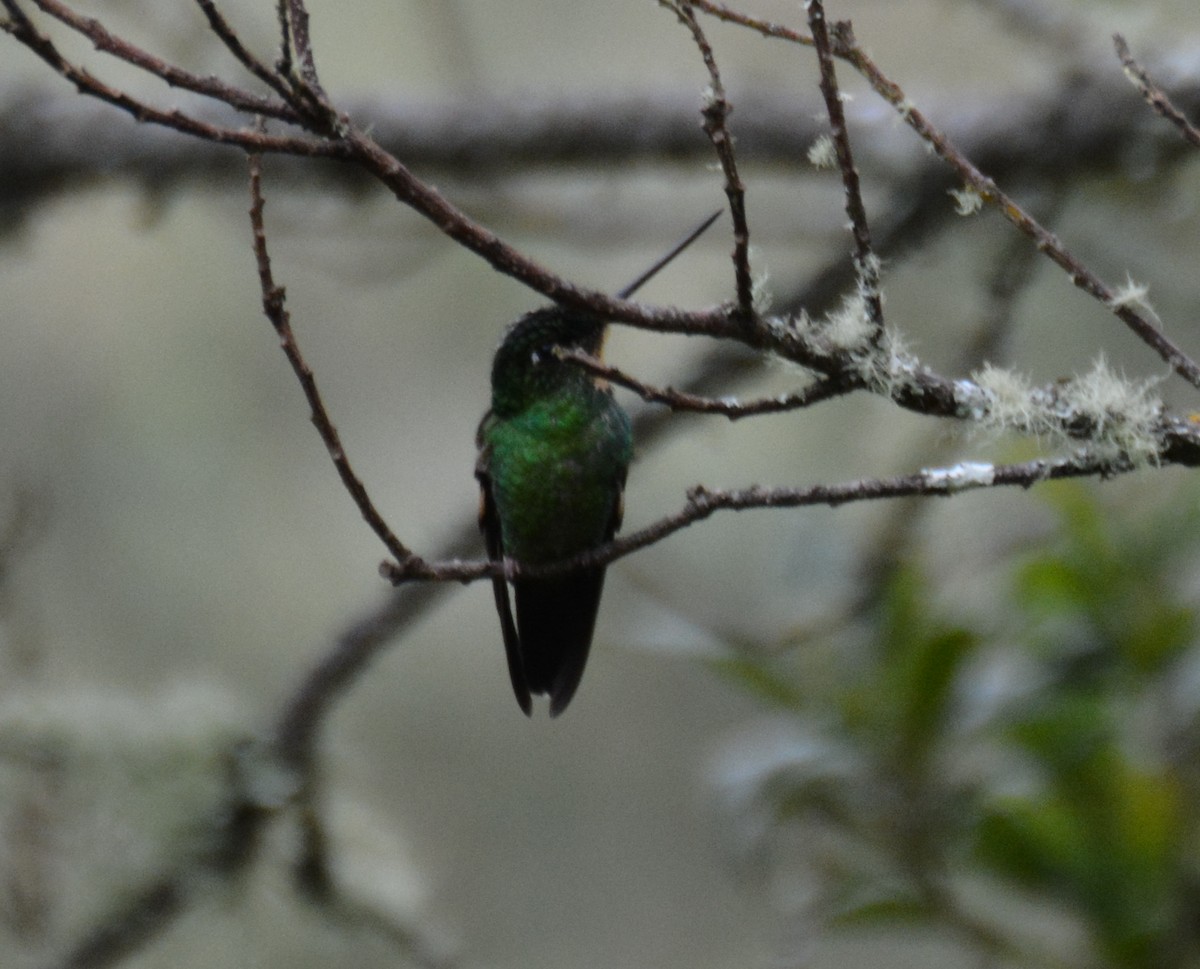 Buff-winged Starfrontlet - ML646149486