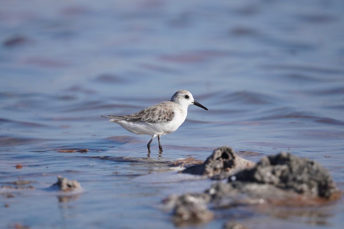 Sanderling - ML646149489