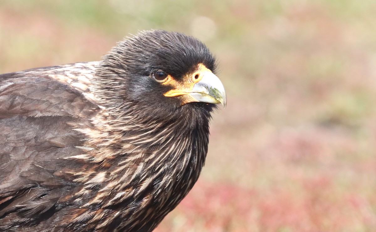 Striated Caracara - ML646149490