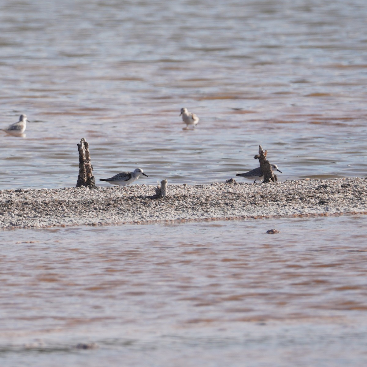 Sanderling - ML646149491