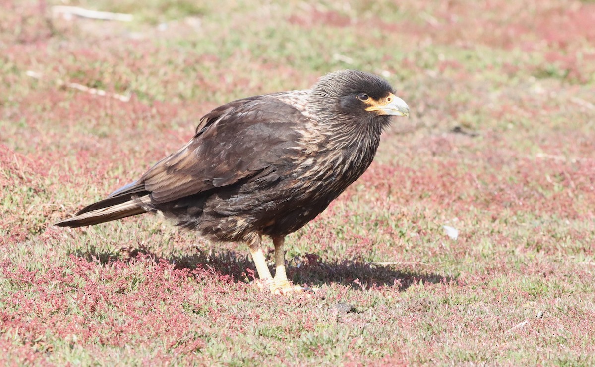Striated Caracara - ML646149493