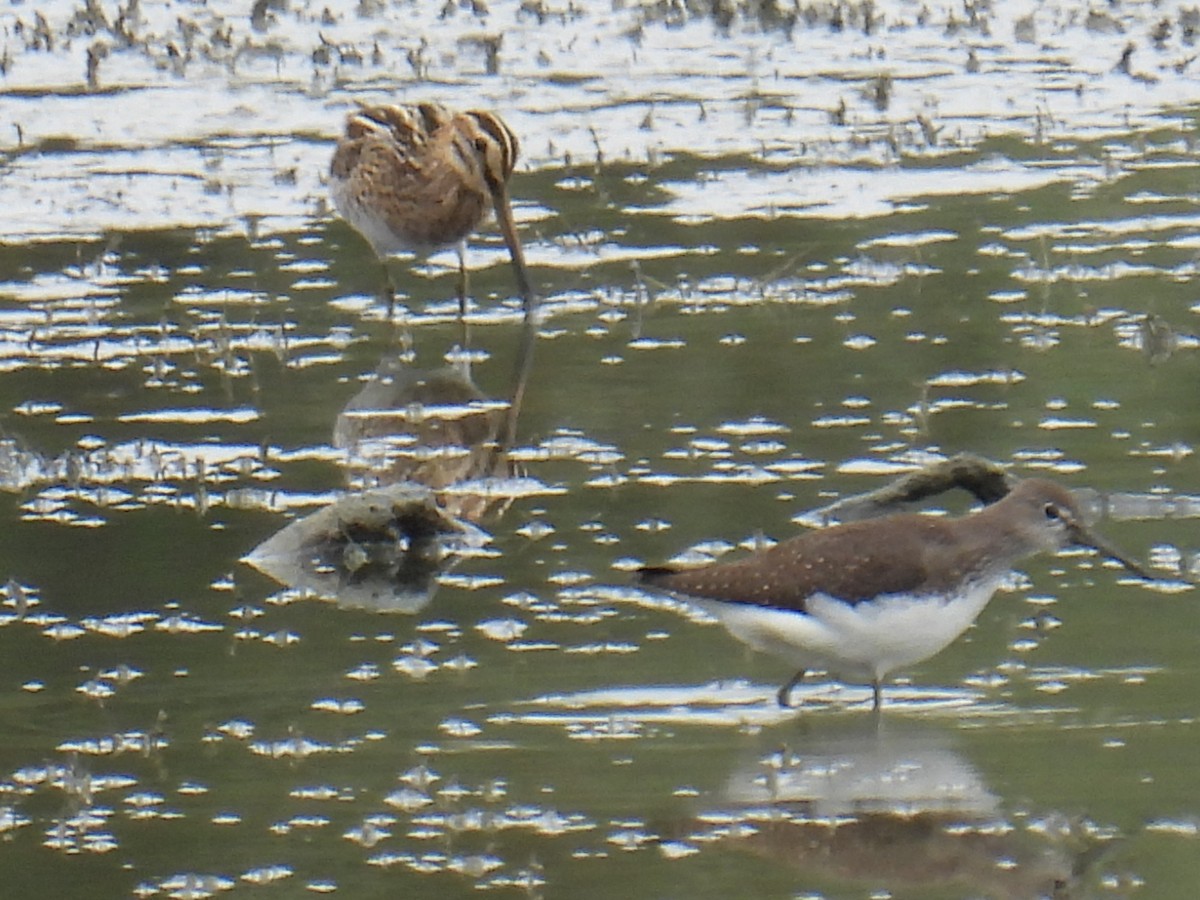 חרטומית ביצות - ML646149495