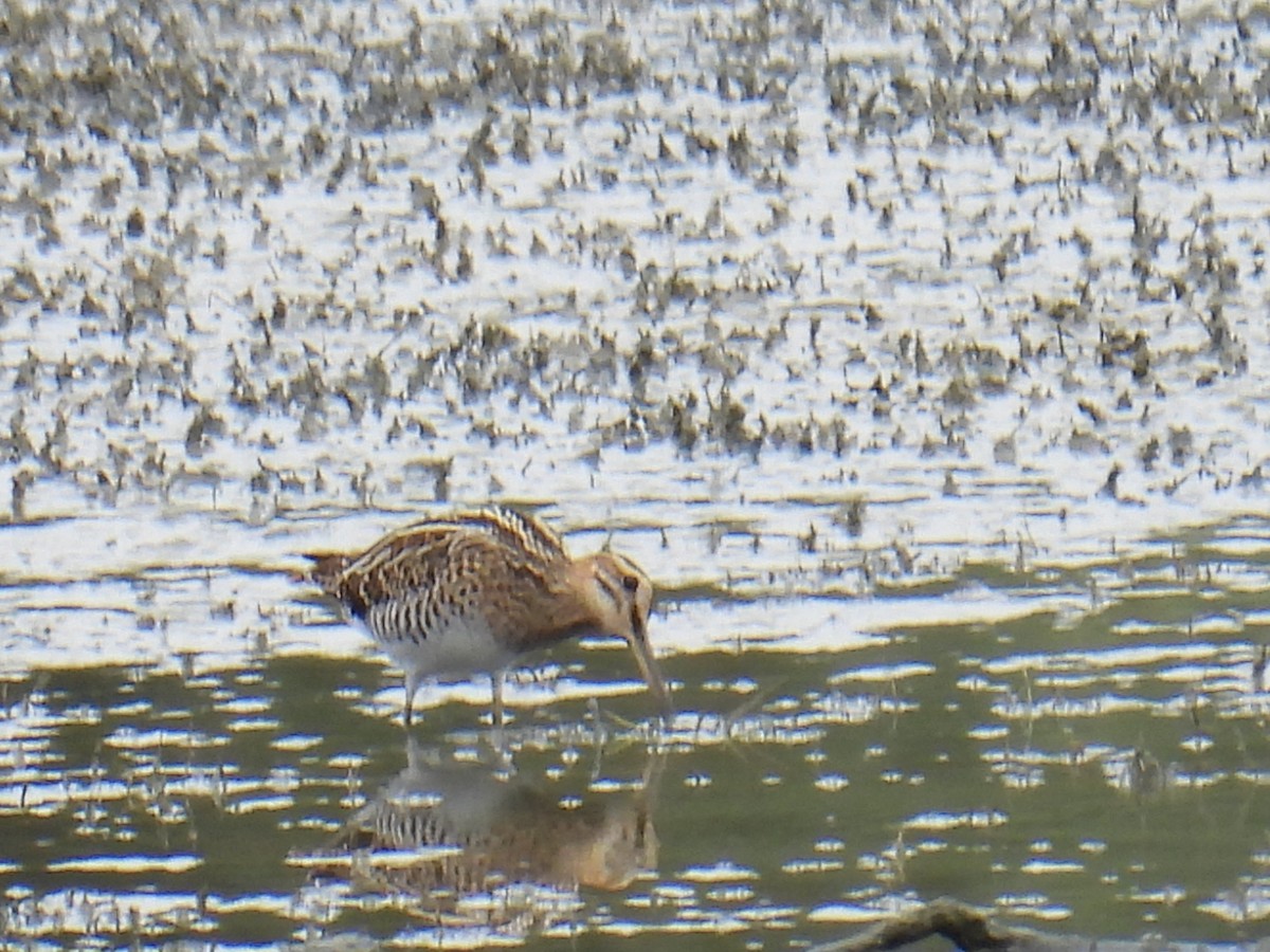 חרטומית ביצות - ML646149496