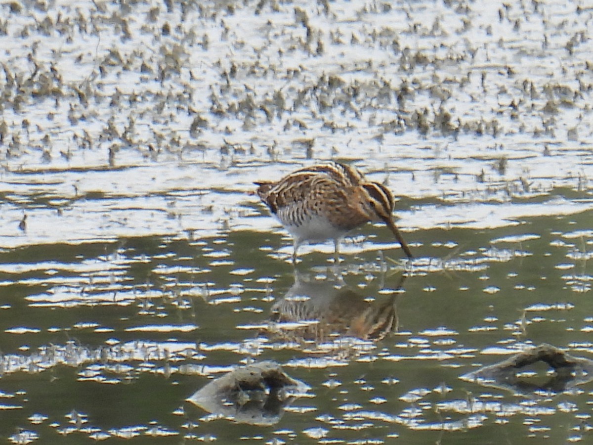 חרטומית ביצות - ML646149497
