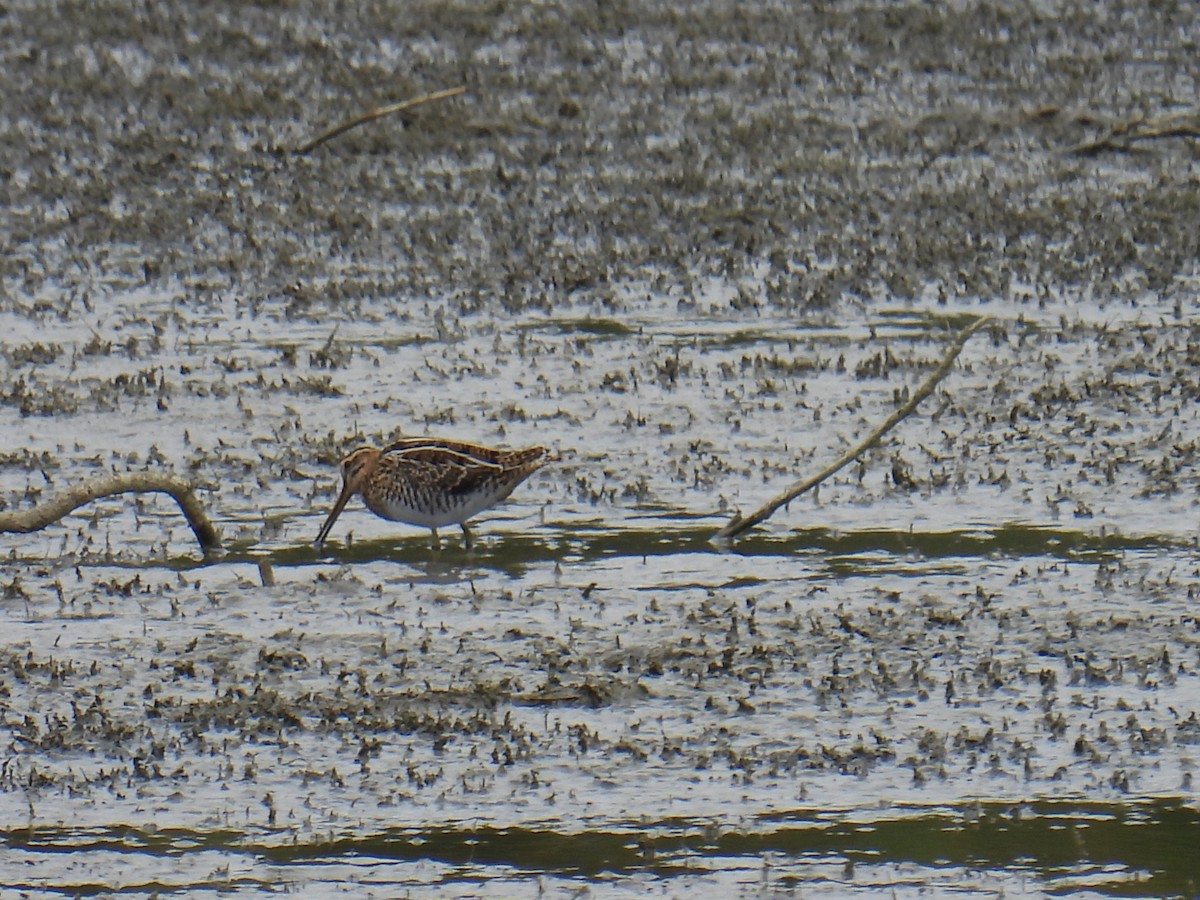 חרטומית ביצות - ML646149498