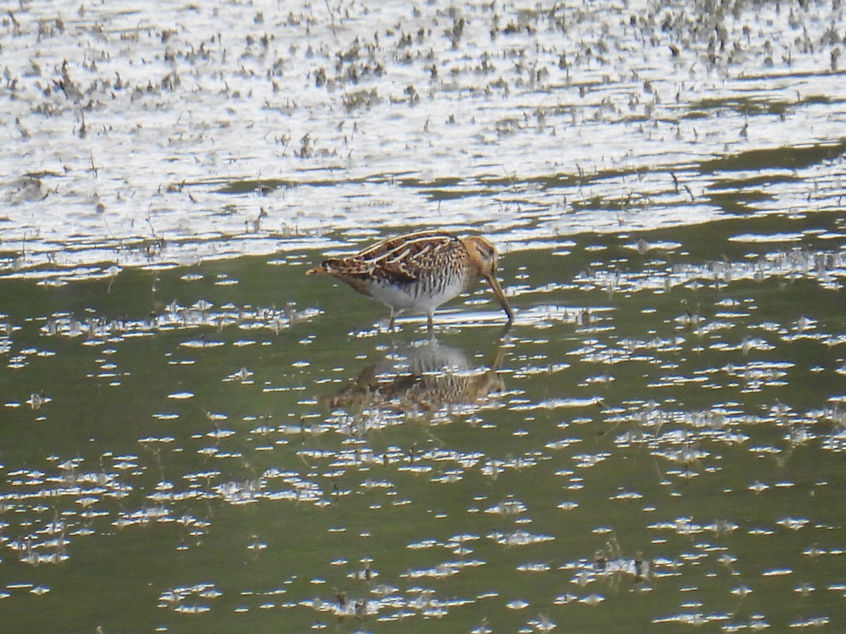 חרטומית ביצות - ML646149499