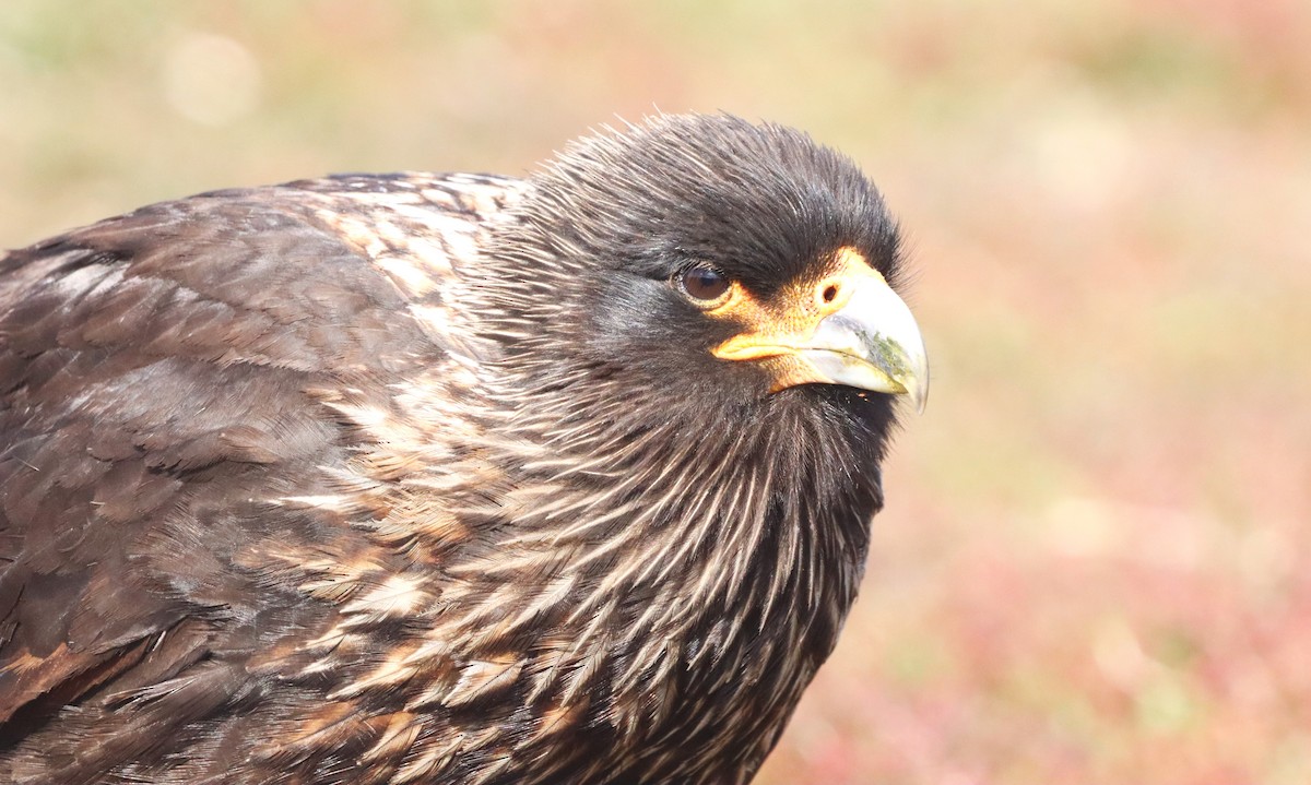 Striated Caracara - ML646149500