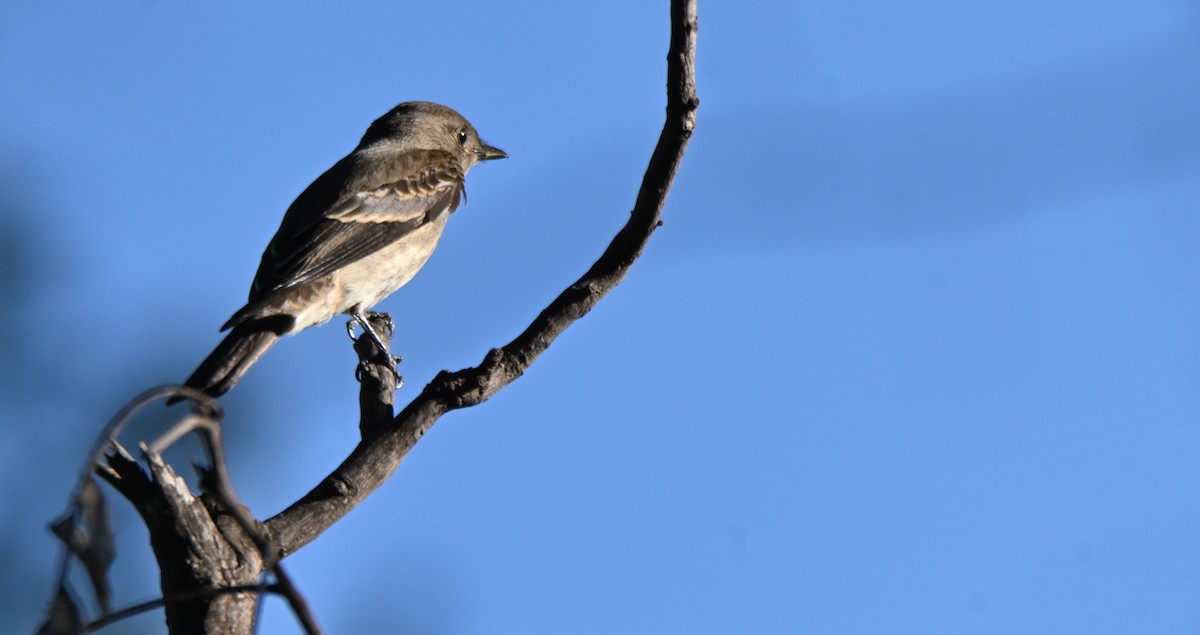 Western Wood-Pewee - ML646149501