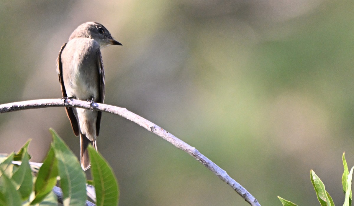 Western Wood-Pewee - ML646149502
