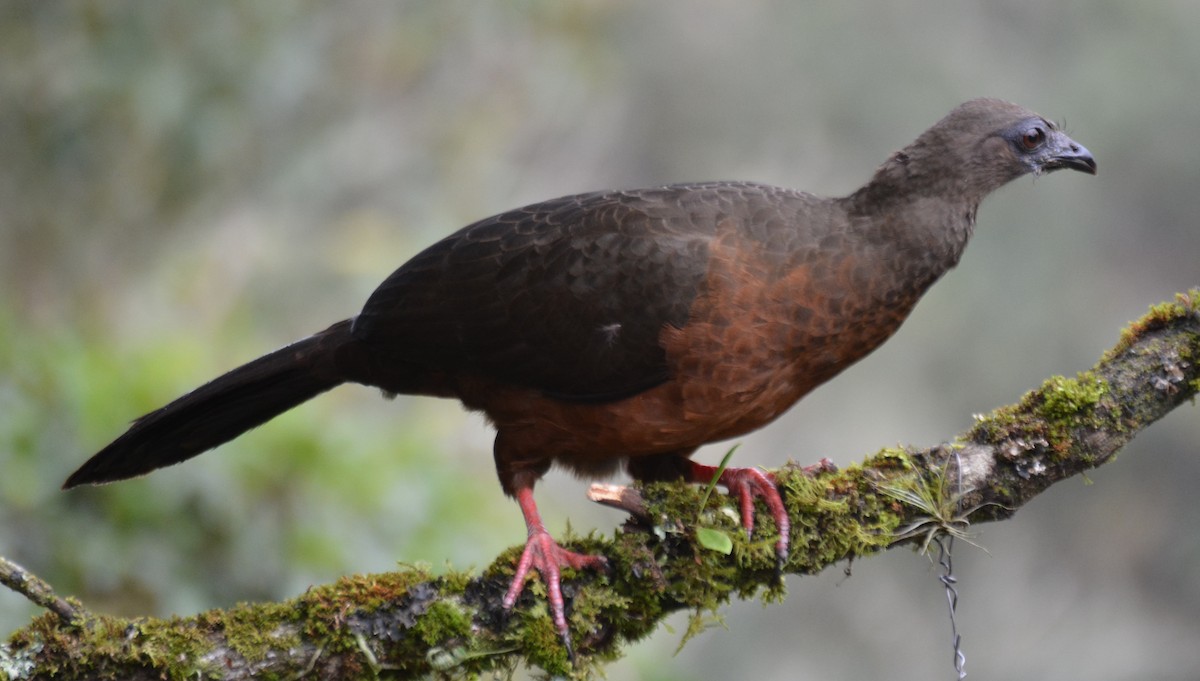 Sickle-winged Guan - ML646149506