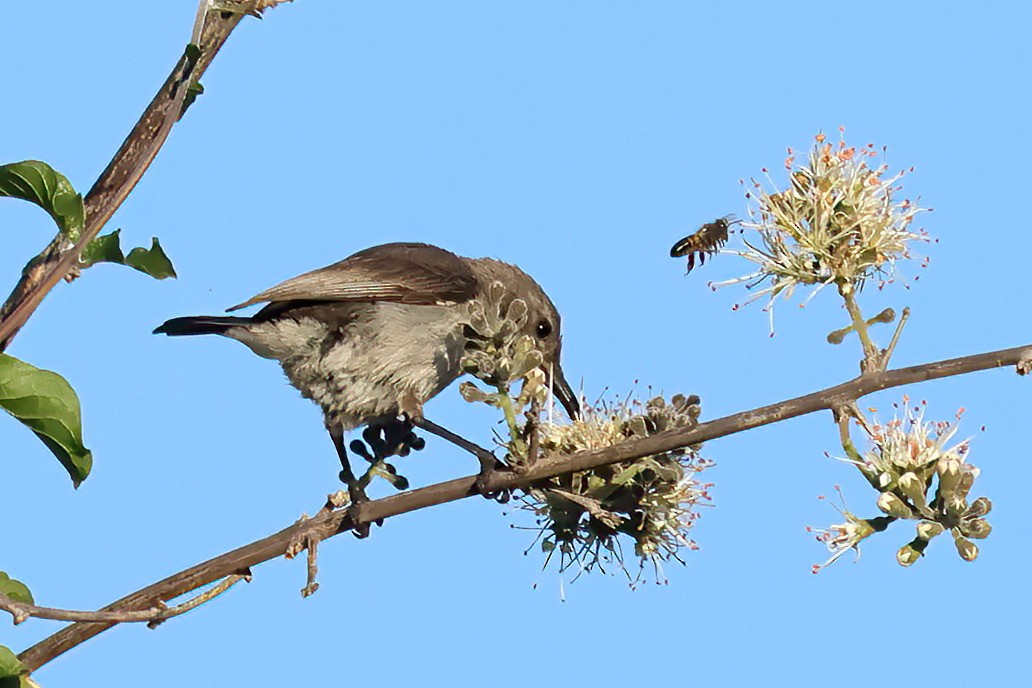 Marico Sunbird - ML646149513