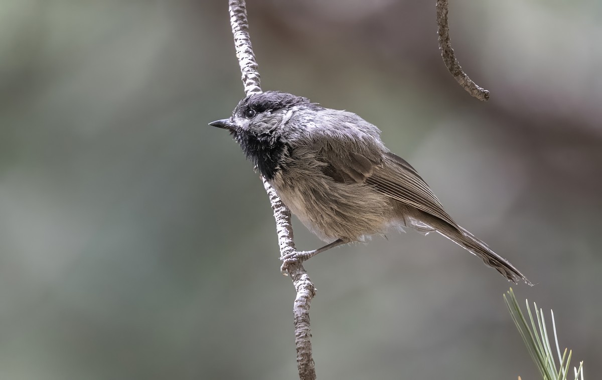 Grauflankenmeise - ML646149514