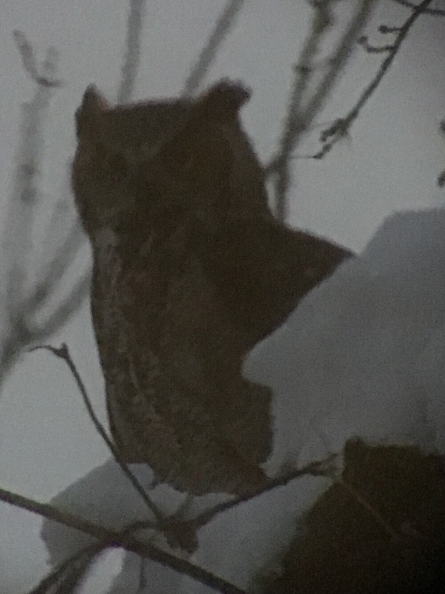 Great Horned Owl - ML646149515