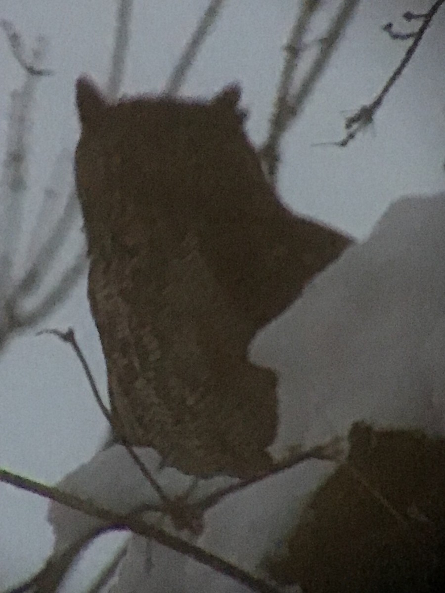 Great Horned Owl - ML646149516