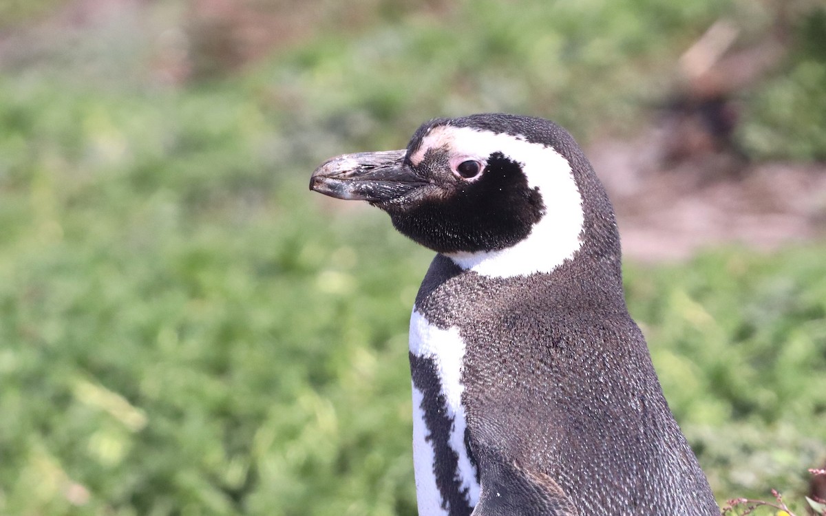 Magellanic Penguin - ML646149517