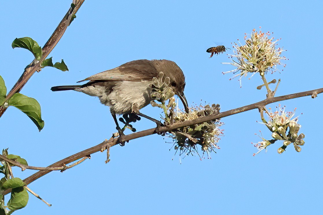 Marico Sunbird - ML646149518