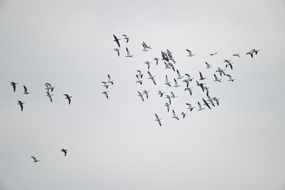 Snow Goose - ML646149527