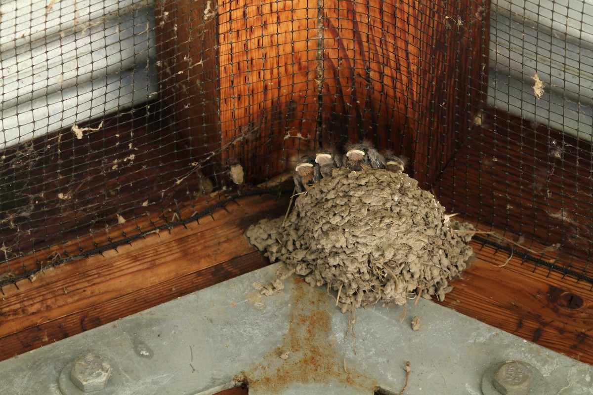 סנונית אמריקנית - ML646149529