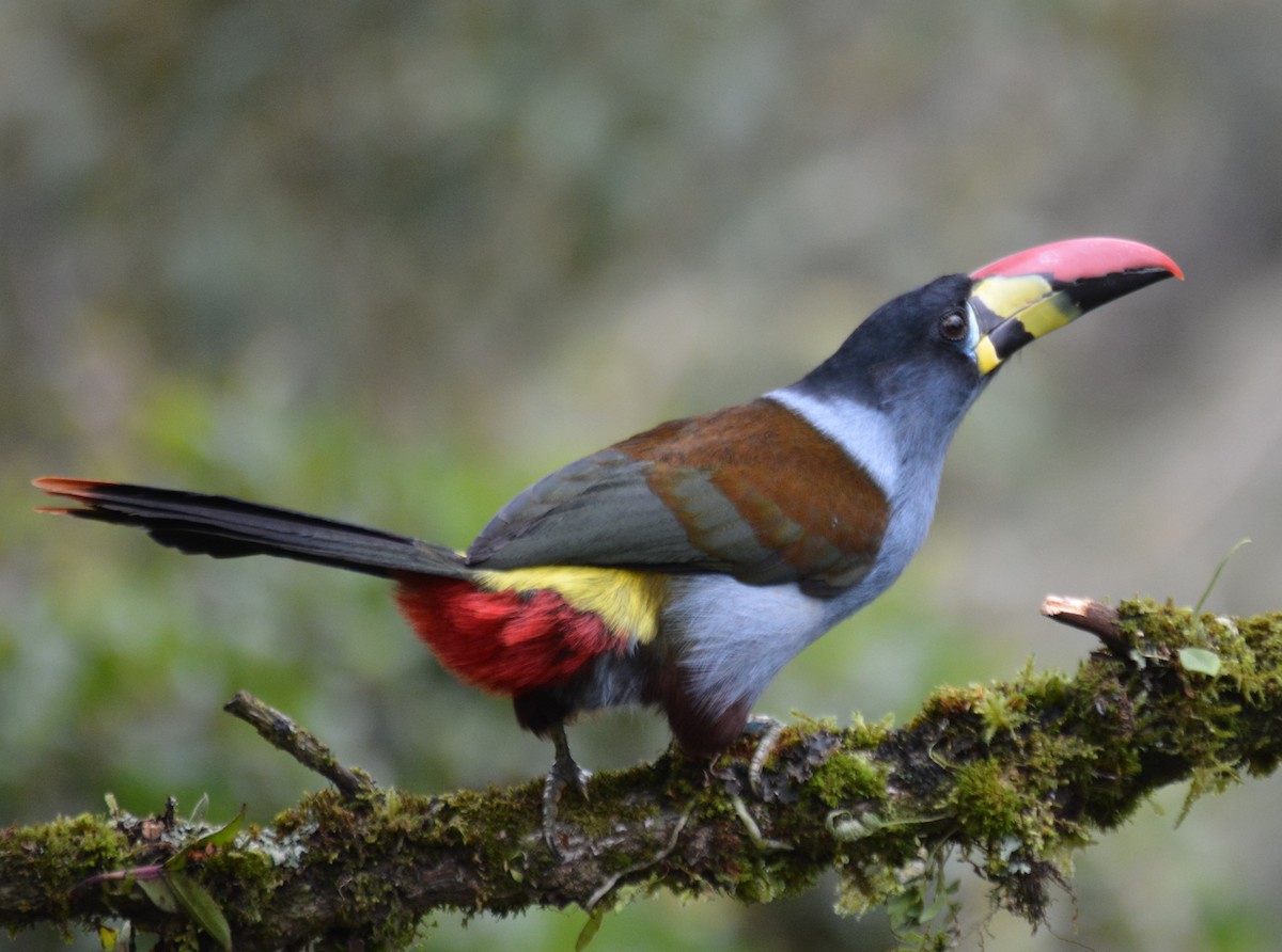 Gray-breasted Mountain-Toucan - ML646149530