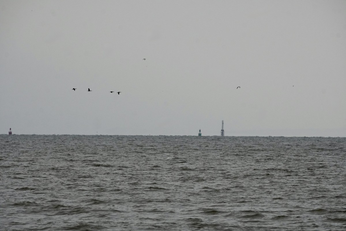 Double-crested Cormorant - ML646149531