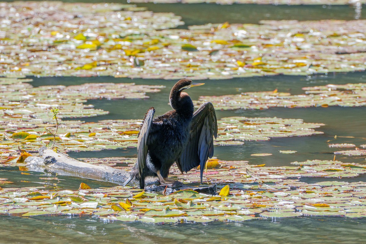 Avustralya Yılanboyunu - ML646149536