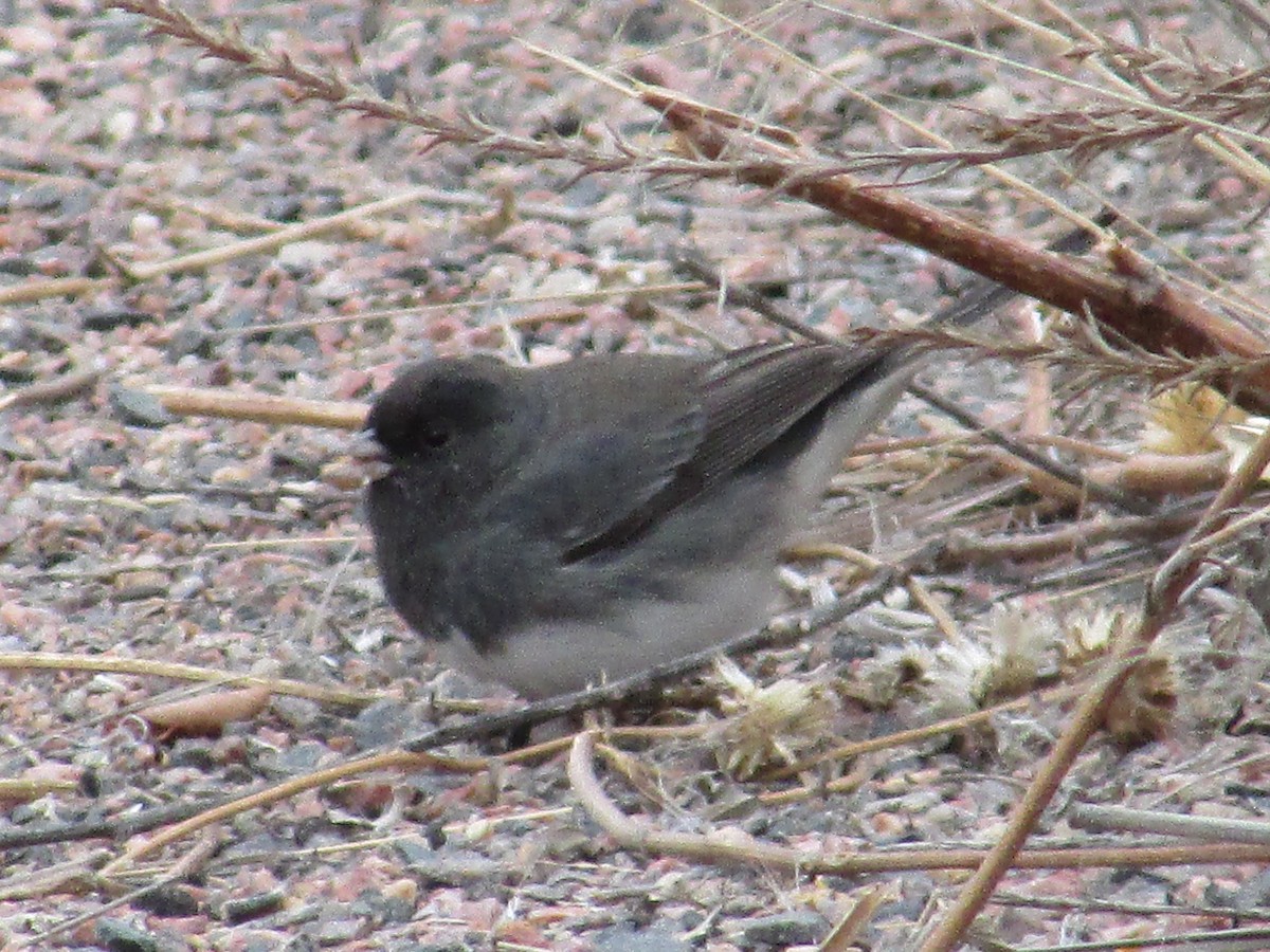 Kara Gözlü Junko - ML646149539