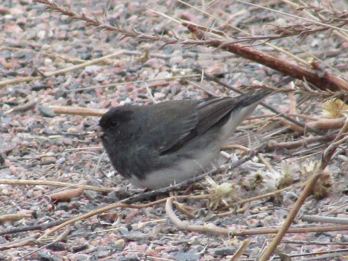 Kara Gözlü Junko - ML646149540