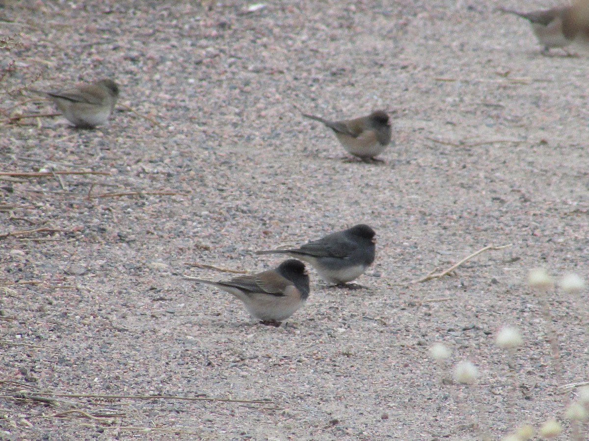 Kara Gözlü Junko - ML646149541