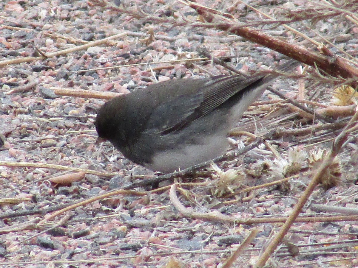 Kara Gözlü Junko - ML646149542