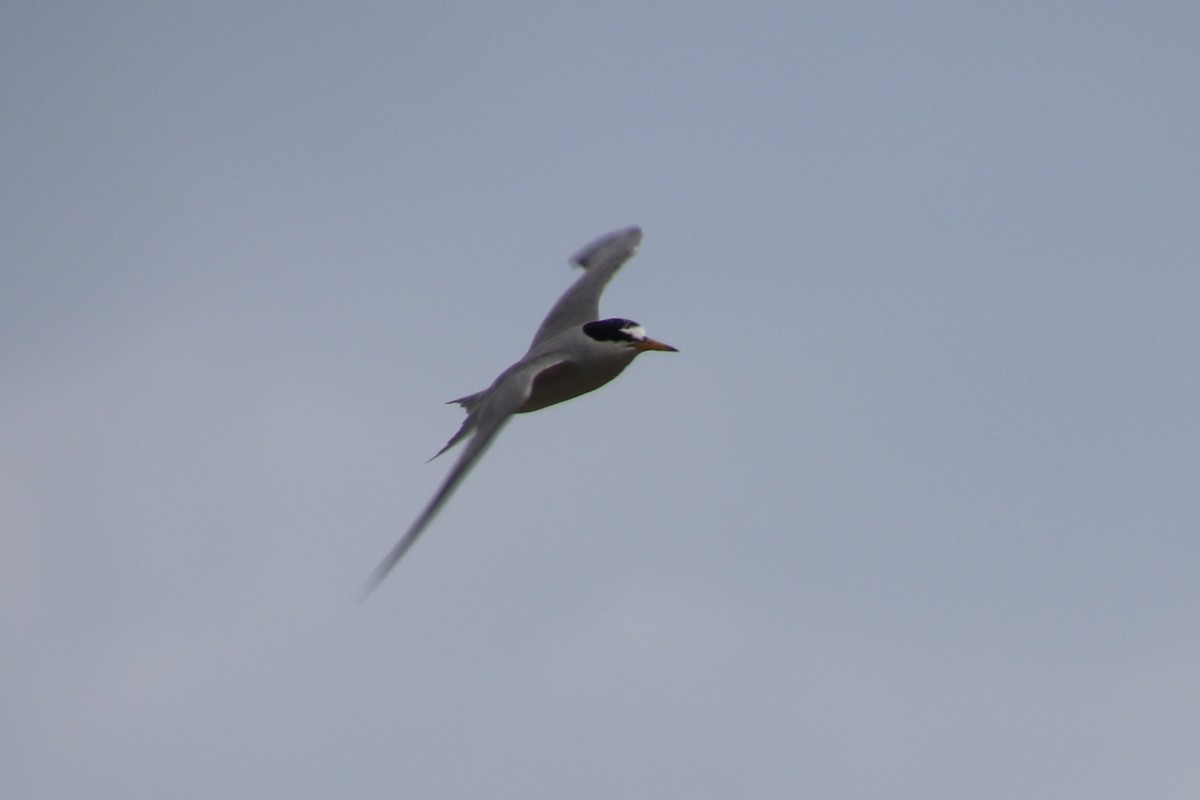 Antil Sumrusu - ML646149543