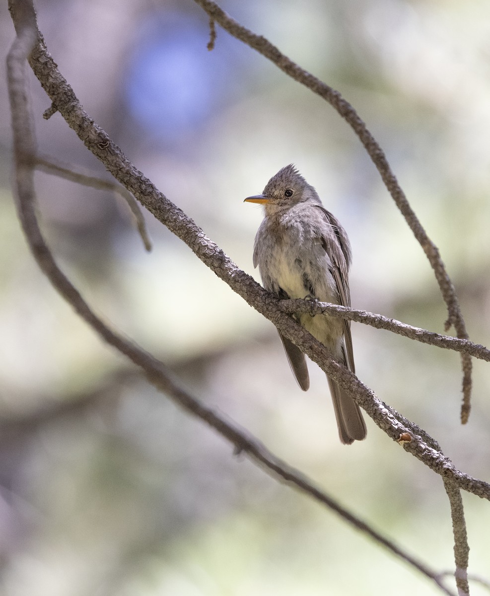 Jose Maria Pivisi - ML646149544