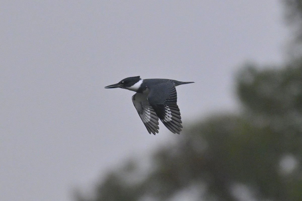 Kuşaklı Yalıçapkını - ML646149545