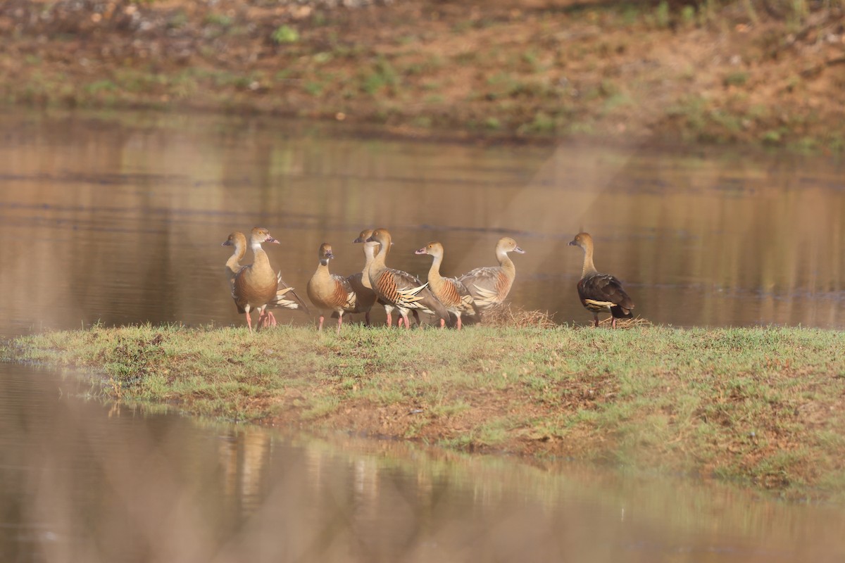Etekli Islıkçı Ördek - ML646149546