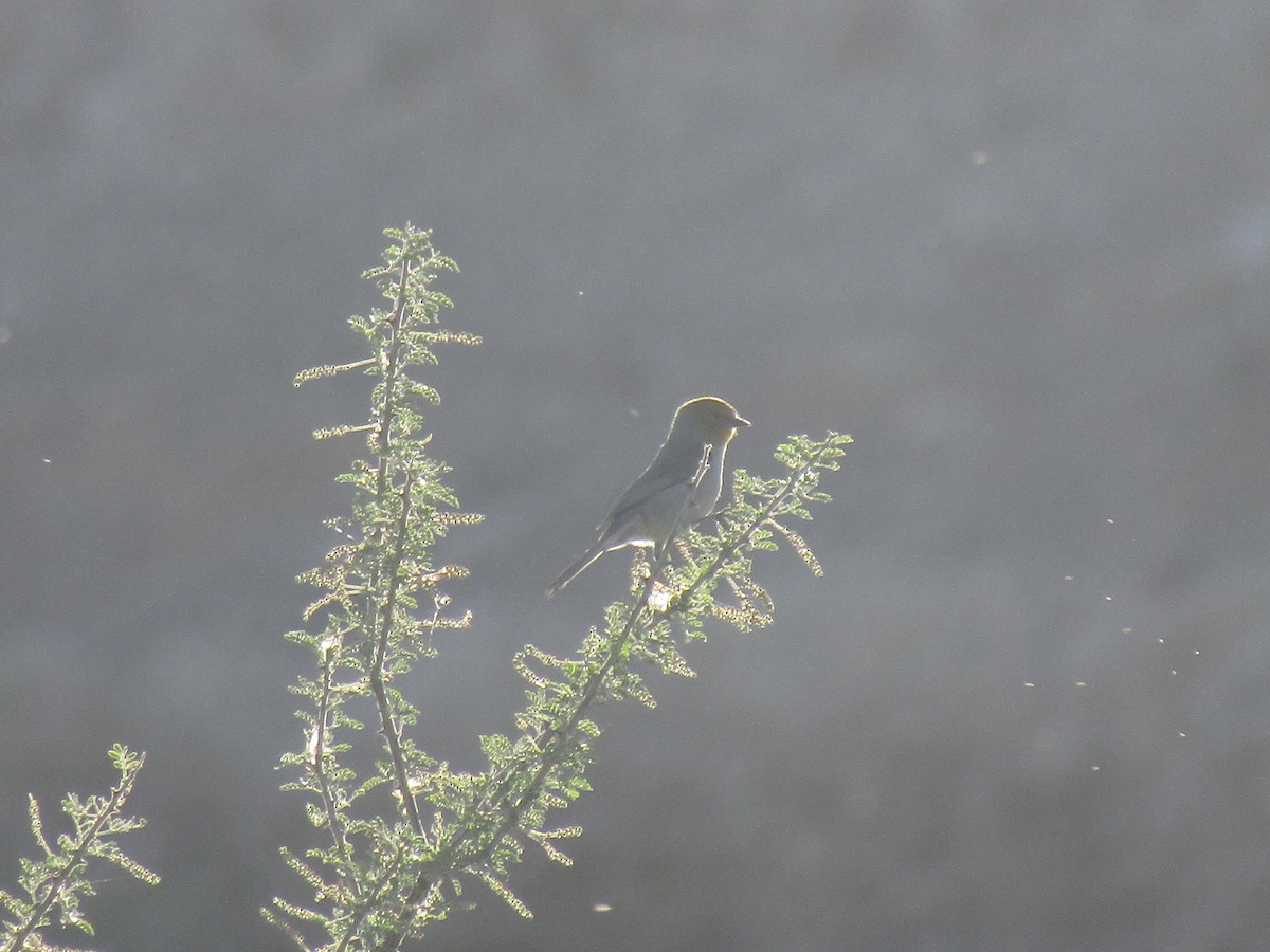 Altın Başlı Çulhakuşu - ML646149547