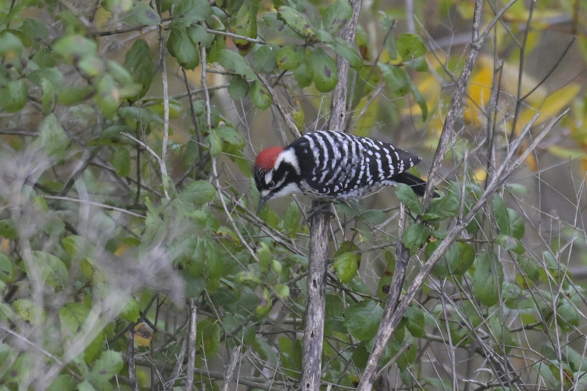 Nuttall Ağaçkakanı - ML646149549