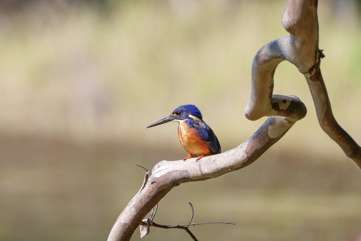 Mor-Mavi Yalıçapkını - ML646149551