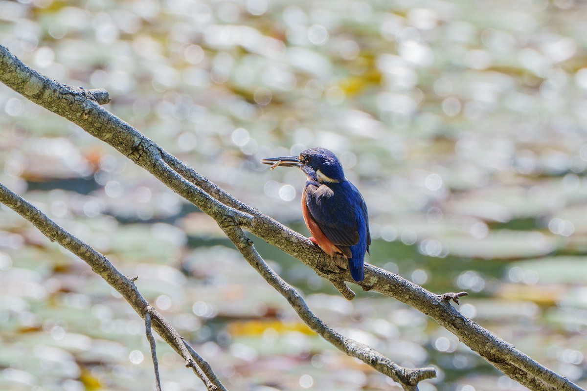 Mor-Mavi Yalıçapkını - ML646149552