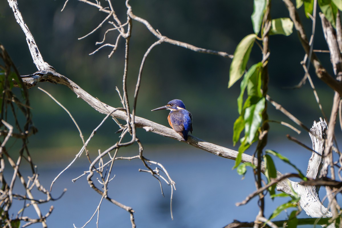 Mor-Mavi Yalıçapkını - ML646149553