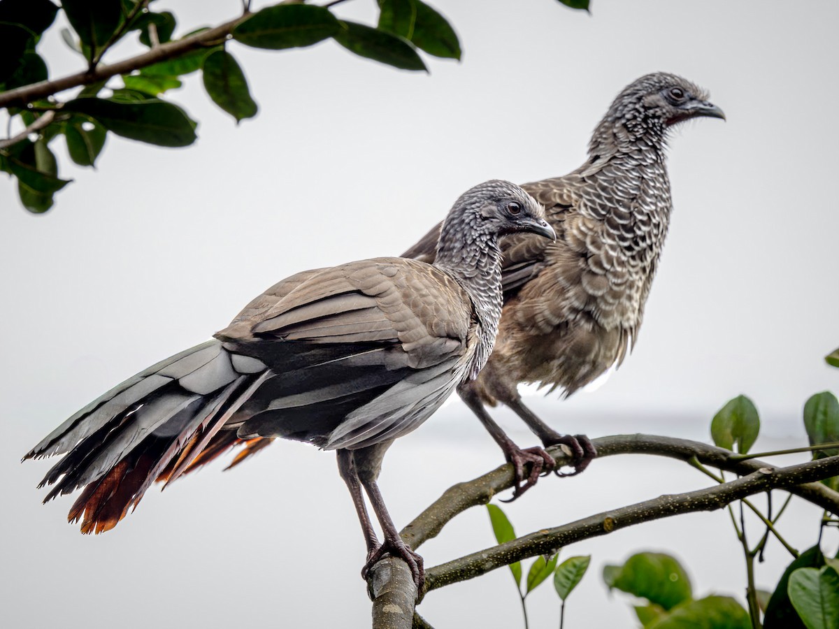 İncili Çaçalaka - ML646149554