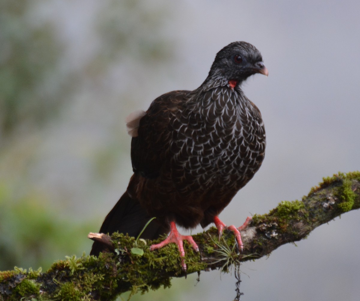 And Guanı - ML646149555