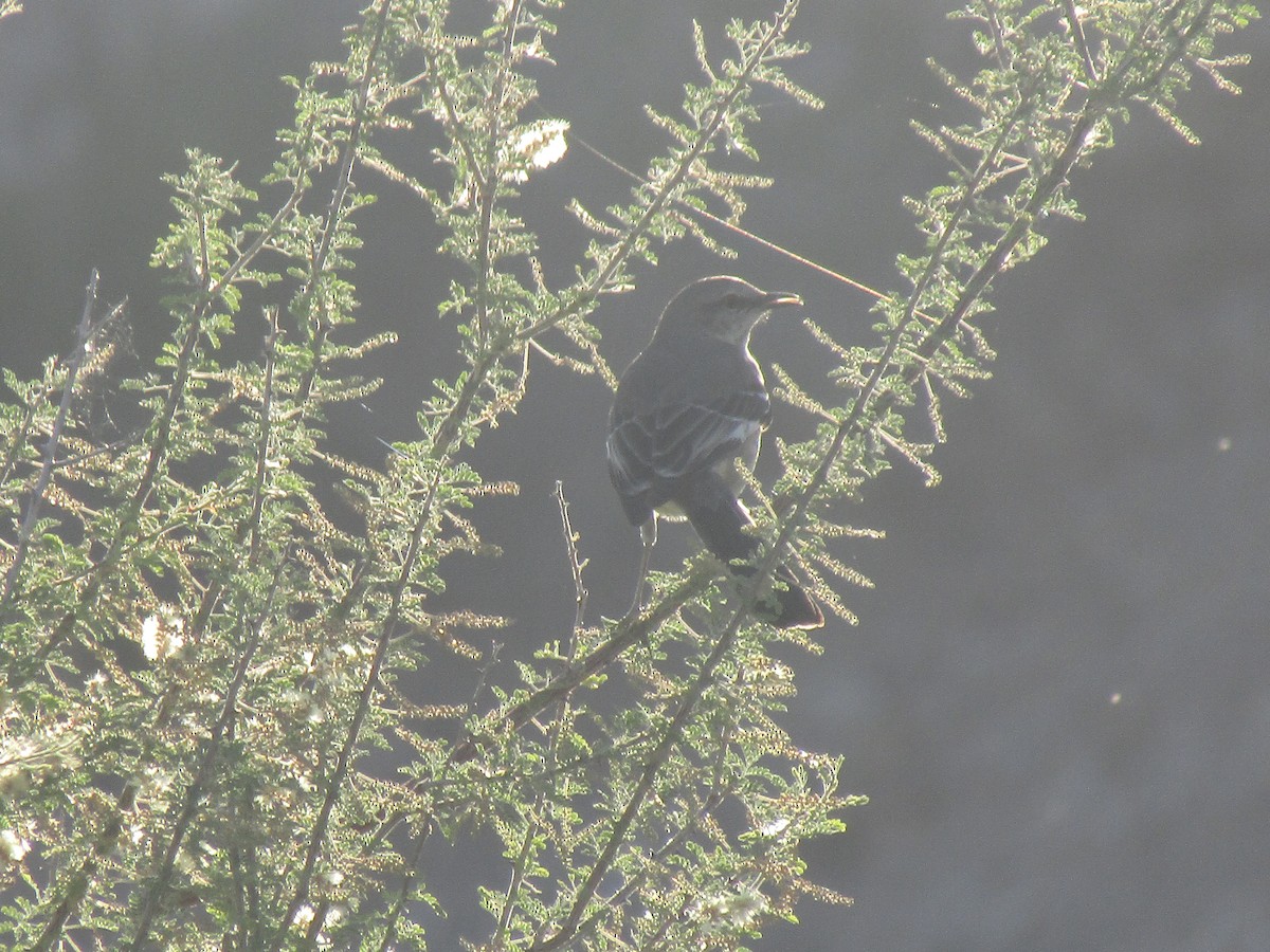 Kuzeyli Taklitçi - ML646149556