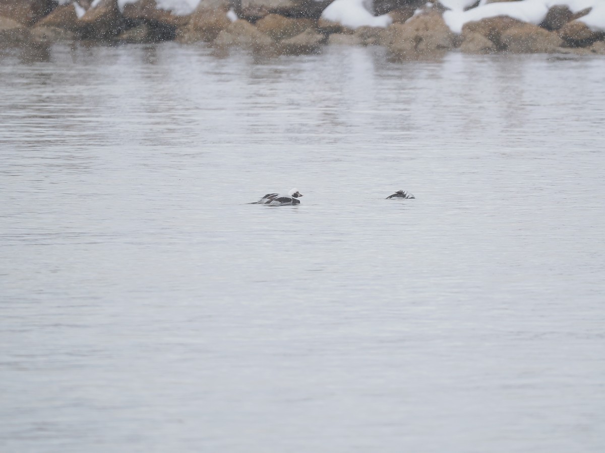 Long-tailed Duck - ML646149557
