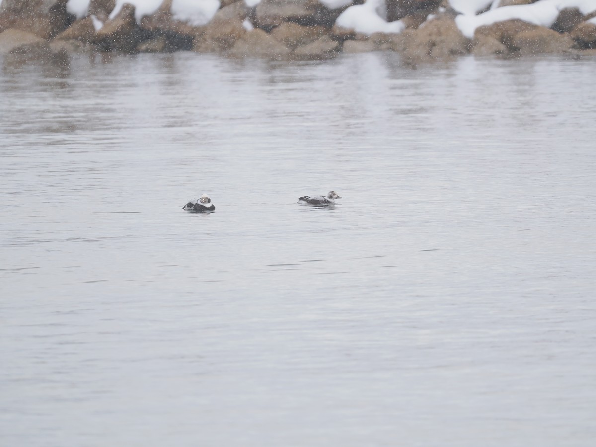 Telkuyruk - ML646149558